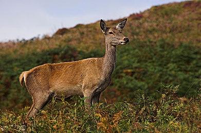 手游《军团之争全面开战》steam页面 支持中文